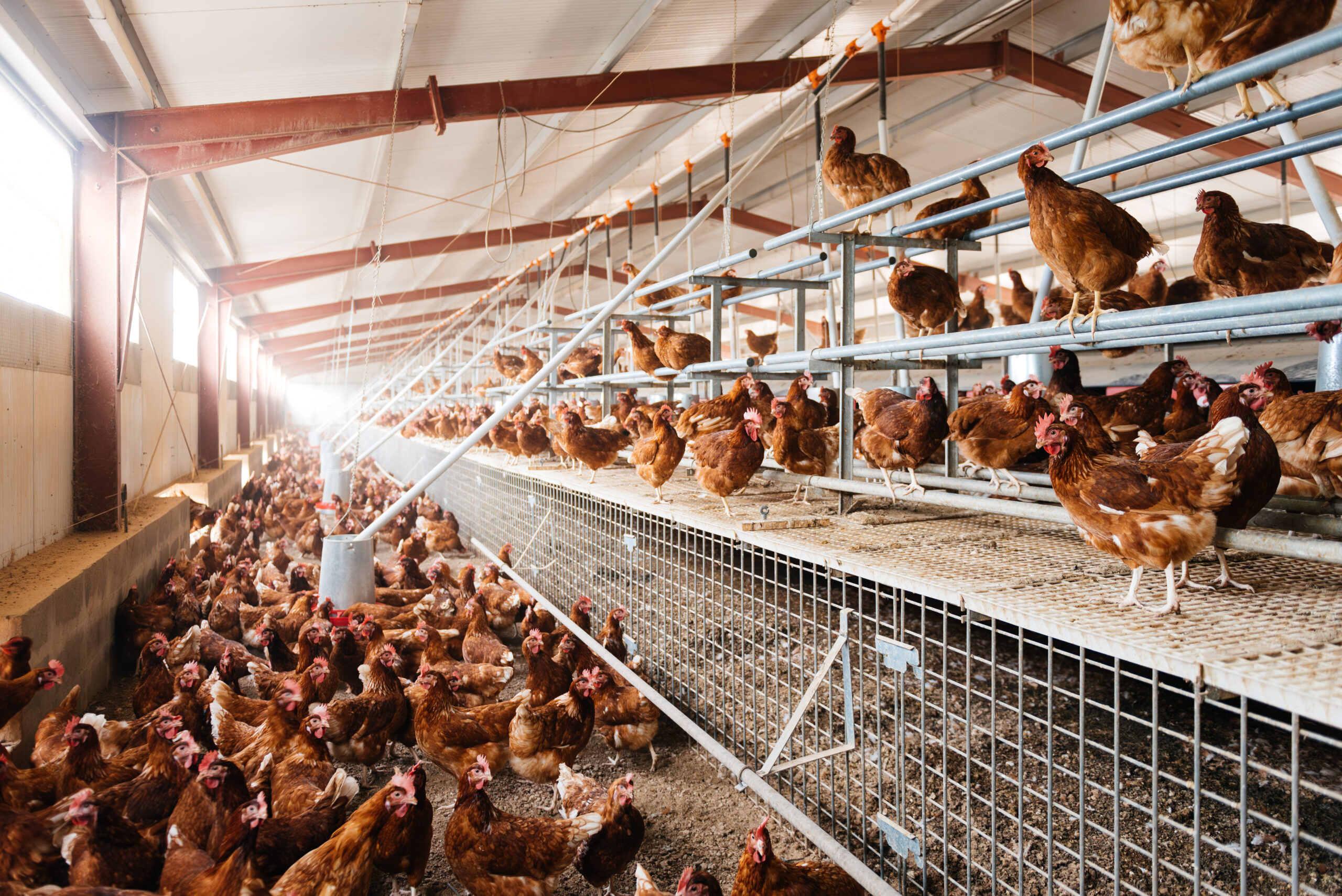 Brown chickens on poultry farm galarza y molina constructores galpon estructuras quito ambientes controlados avicolas certicación agrocalidad